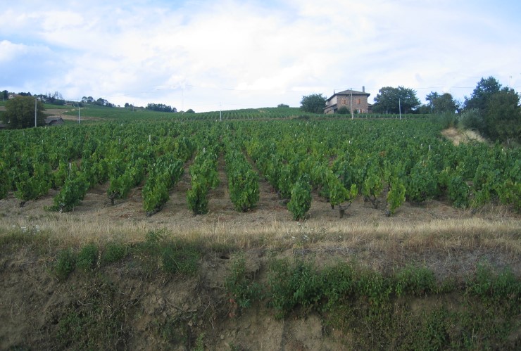 A.O.C Brouilly - Sol argilo-calcaire en bas de pente - © M.CRIVELLARO