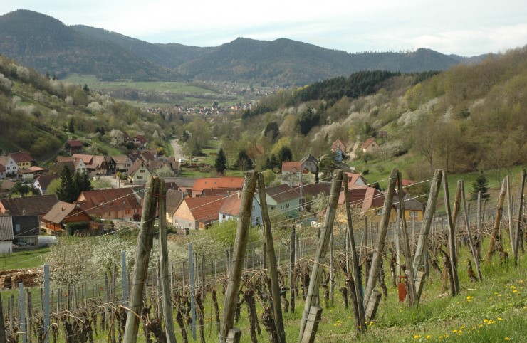 Massif des Vosges vu du vignoble d'Albé. Photo Michel CRIVELLARO
