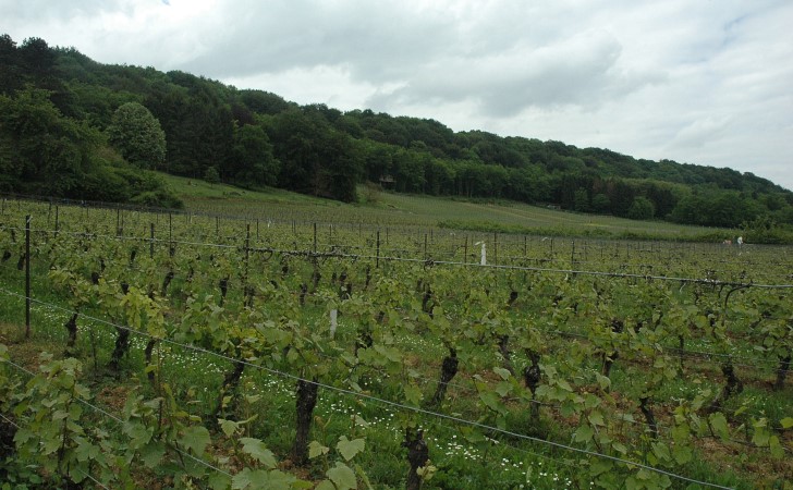 Ancy-sur-Moselle - Le vignoble est implanté sur les pentes plus ou moins abruptes à mi-pente du le front de côte au sommet boisé - © M.CRIVELLARO