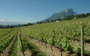 Apremont - Les vignes au pied du mont Granier (1 933 m), un des principaux sommets du massif de la Chartreuse. © M.CRIVELLARO