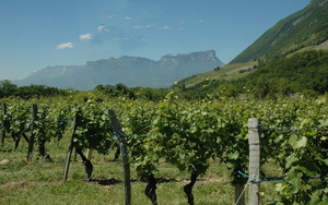 Arbin - Les vignes face au massif de la Chartreuse - © M.CRIVELLARO