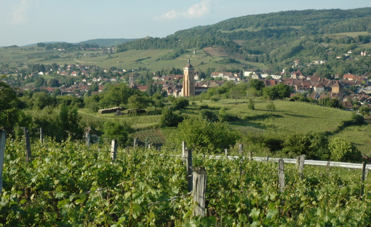 Arbois - Les vignobles des douze communes ayant droit à l'appellation Arbois sont réparties autour de la ville d’Arbois.  © M.CRIVELLARO