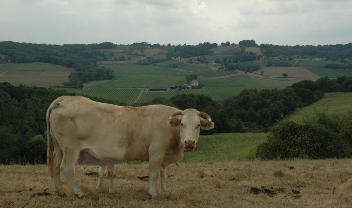 Arrosès - Vignes, coteaux, prairies, veau sous la mère. © Marion CRIVELLARO