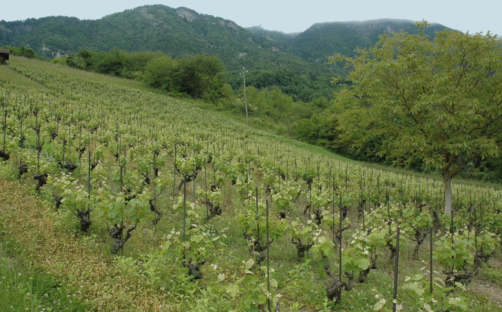 Ayze - les vignes sont éparpillés sur les coteaux pentus recouverts de bois et de broussailles - © M.CRIVELLARO
