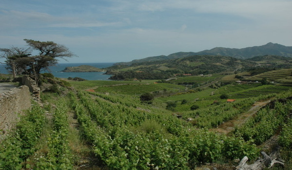 Banyuls - Les vignobles étagés en terrasses sur les contreforts du Massif des Albères surplombent la mer Méditerranée - © M.CRIVELLARO