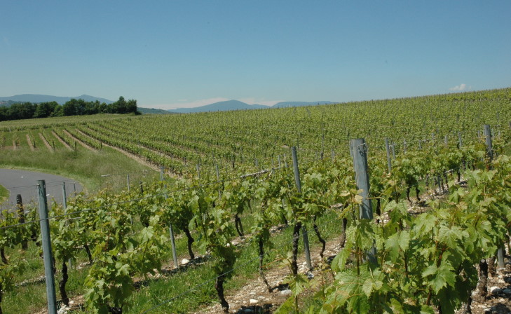 Billième -  Grande étendue de vignes : Vin de Savoie Cru Jongieux - © M.CRIVELLARO