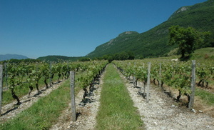 Billième - Les vignobles de Monthoux au pied de la  montagne de la Charvaz - © M.CRIVELLARO