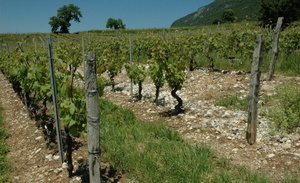 Billième - Sols marno-calcaires du kimméridgien recouverts d'éboulis marneux et de moraines glaciaires - © M.CRIVELLARO