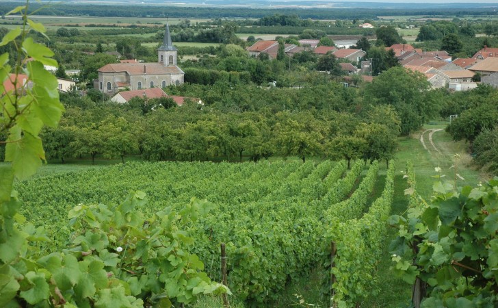 Billy-sous-les-Côtes - Les vignes sur le pied de côte au-dessus du village et des vergers - © M.CRIVELLARO