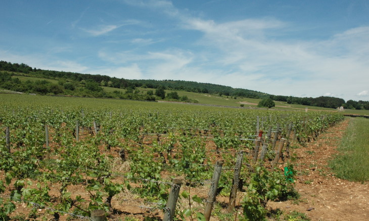 Blagny -Le vignoble sur les coteaux vers Meursault - © M.CRIVELLARO