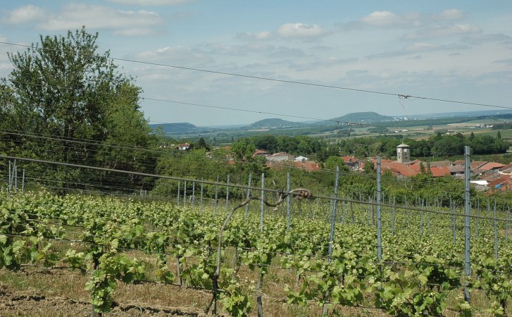 Bulligny - La vigne, le village, au loin la côte au niveau de Lucey -  © M.CRIVELLARO