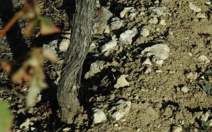 Butte de Monbaillac , sol argilo-calcaire sur calcaire de l'Agenais - © M.CRIVELLARO