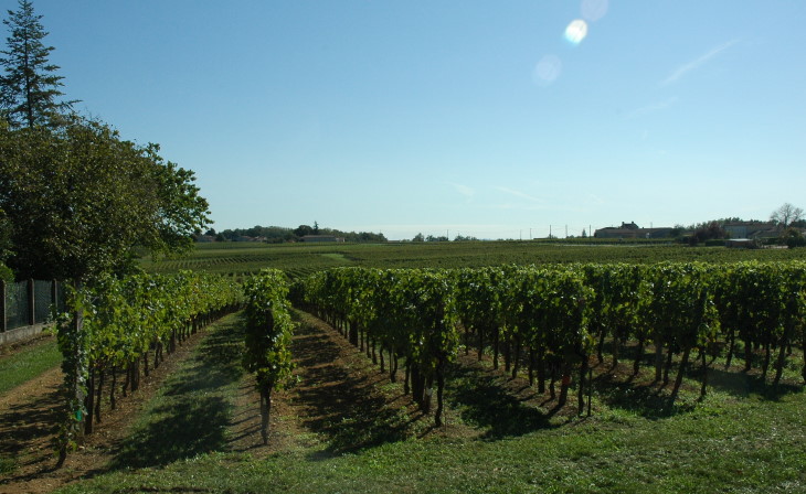 Castillon-La-Bataille -  Vue du vignoble de Castillon Côtes de Bordeaux - © M.CRIVELLARO