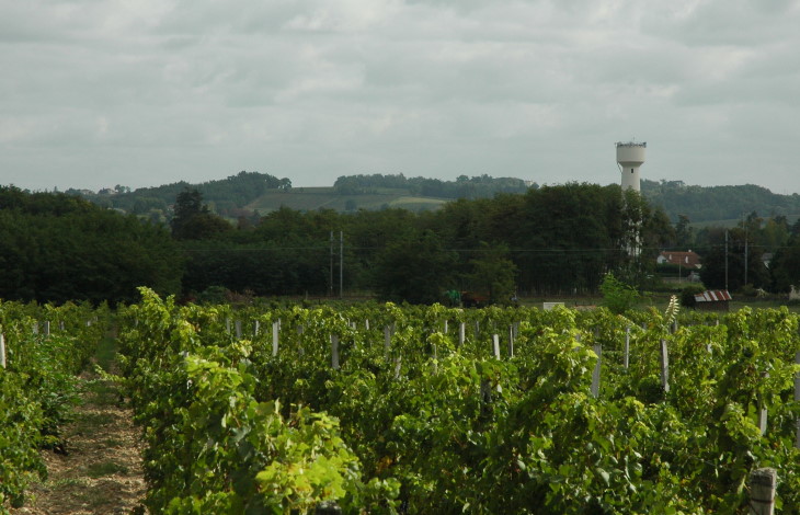 Cérons - Podensac - Le vignoble est installé sur un sol graveleux en pente douce vers la Garonne - © M.CRIVELLARO