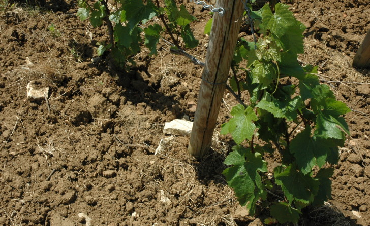 Chassagne-Montrachet  - Sols bruns, calcaires et pierreux, issus de l'altération des couches géologiques sous-jacentes - © M.CRIVELLARO