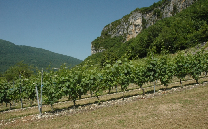 Cheigneu-la-Balme - Le vignoble de Bugey "Manicle" est implanté sur une terrasse au sol graveleux au pied d'une falaise calcaire - © M.CRIVELLARO