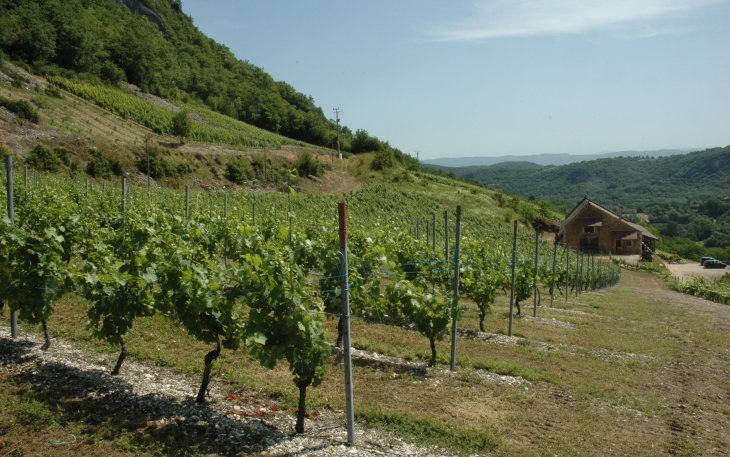 Cheigneu-la-Balme - Vignoble de Bugey "Manicle", Brillat-Savarin y possédait des vignes - © M.CRIVELLARO