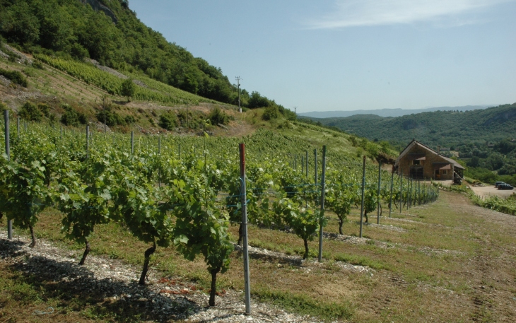 Cheigneu-la-Balme - Vignoble de Bugey "Manicle", Brillat-Savarin y possédait des vignes - © M.CRIVELLARO Cheigneu-la-Balme - Vignoble de Bugey "Manicle", Brillat-Savarin y possédait des vignes - © M.CRIVELLARO