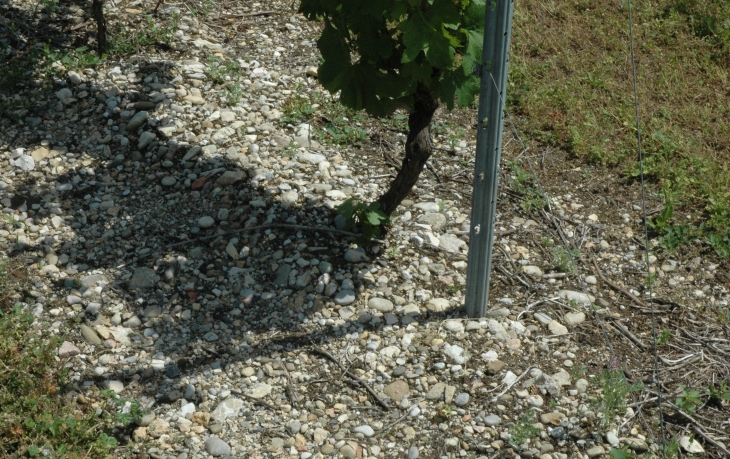 Cheigneu-la-Balme - Vignoble de "Manicle"   sol graveleux recouvert d’éboulis calcaires arrachés par l'érosion aux flancs du massif - © M.CRIVELLARO