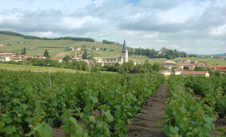 Chénas - Le village de Chénas entouré de ses vignobles. Les vins peuvent être commercialisés en A.O.C Chénas ou Moulin-à-Vent - © M.CRIVELLARO