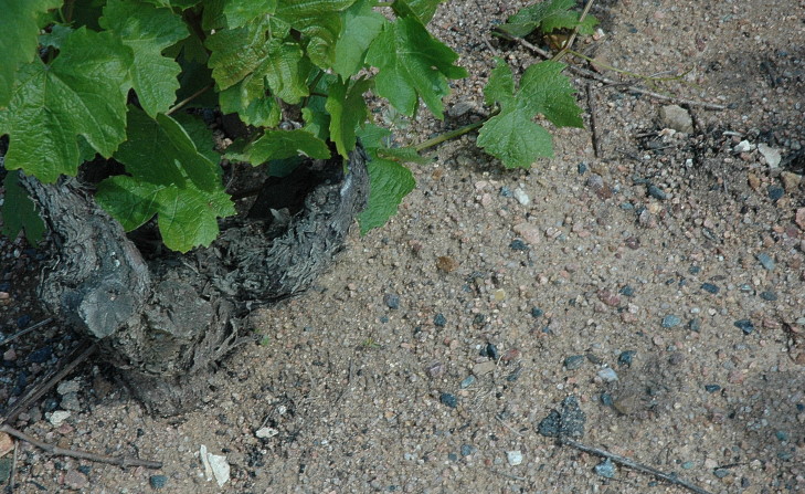Chénas - Sol de sables grossiers issus de granite, avec localement des veines de manganèse - © M.CRIVELLARO