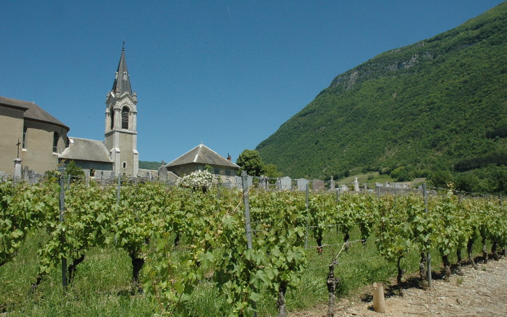 Chignin - Les vignes et l'église à la sortie du village - © M.CRIVELLARO