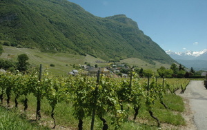 Chignin - Les vignes sur les coteaux abrupts du massif des Bauges et sommets enneigés du massif de Belledonne - © M.CRIVELLARO