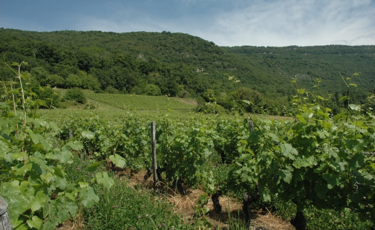 Chindrieux - Les vignes AOC Vin de Savoie Chautagne sur les contreforts du Gros Foug - © M.CRIVELLARO