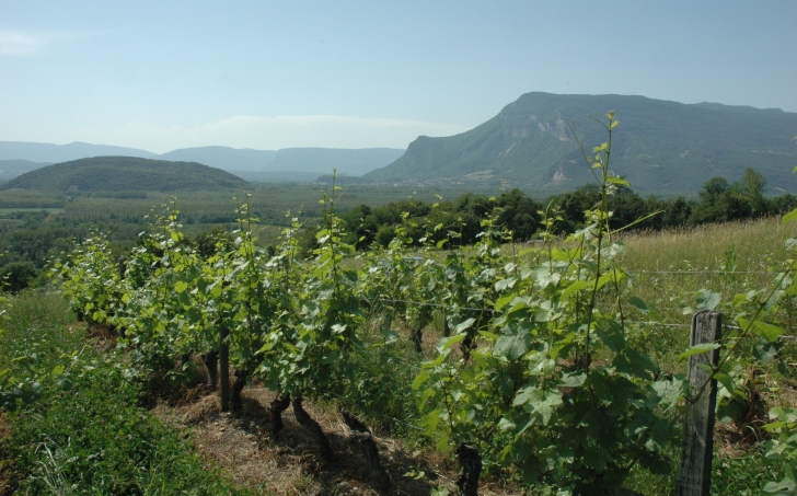 Chindrieux - Les vignes de Chautagne font face à la montagne du Grand Colombier à droite. Les monts du Bugey marquent l'horizon - © M.CRIVELLARO