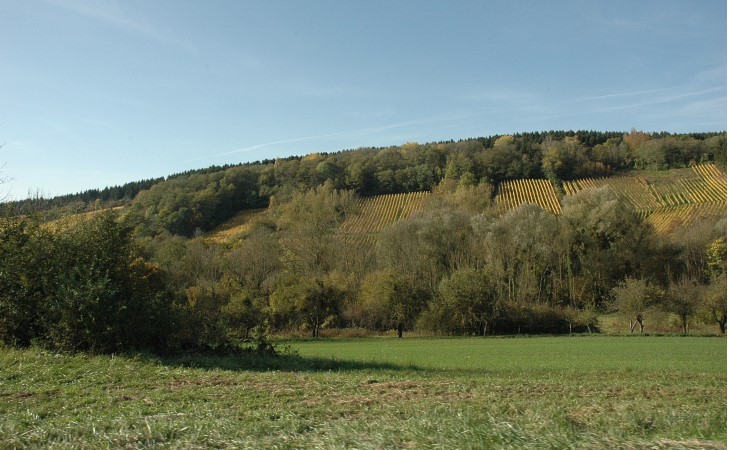 Contz-les-Bains - Vue générale du vignoble en montant vers Schengen -  © M.CRIVELLARO