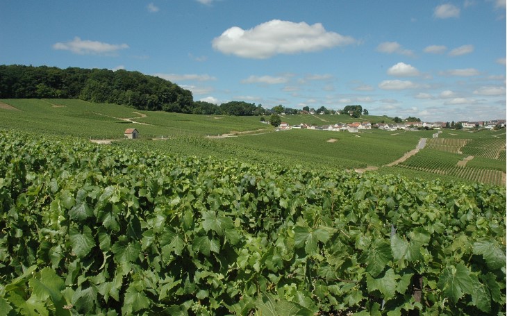 Côte des Blancs - Cramant - Le vignoble encercle le village -  © M.CRIVELLARO