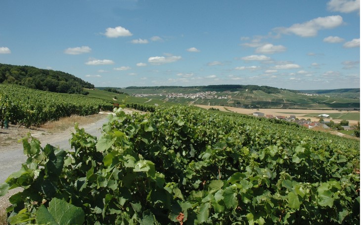 Côte des Blancs - Cuis - Le vignoble au dessus du village, au loin le village de Monthelon -  © M.CRIVELLARO