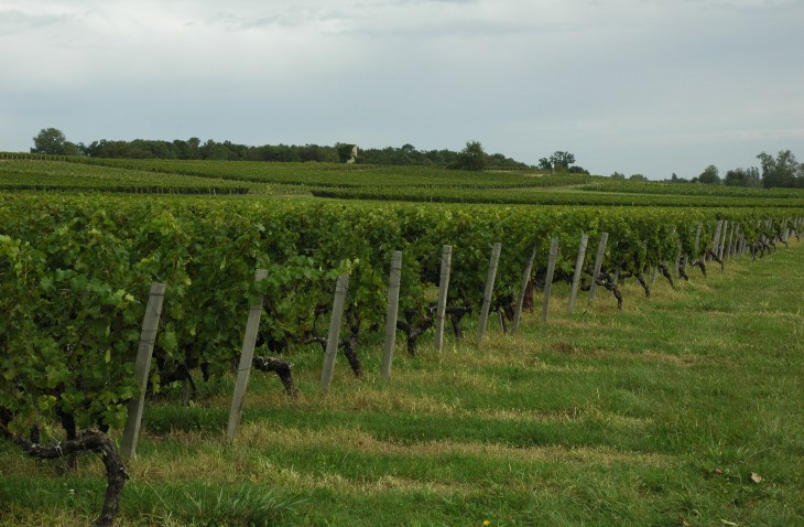 Croupe de Fonréaud - Vignes du Château Fonréaud à Listrac - © M.CRIVELLARO