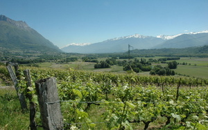 Cruet. Les vignes, la vallée de l'Isère dans la Combe de Savoie et les sommets enneigés du massif de Belledonne - © M.CRIVELLARO