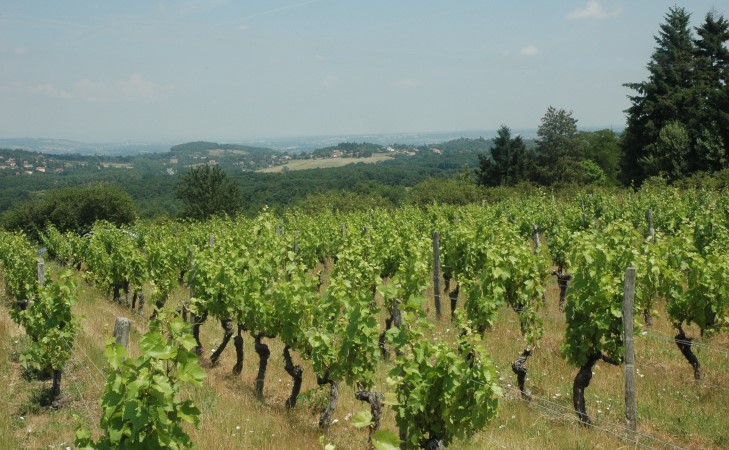 Dardilly - Coteaux viticoles à la sortie du bourg. Au loin le massif des Monts d'Or - © M.CRIVELLARO