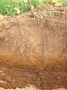 Détails  fosse pédologique - Photo: Domaine Coirier 