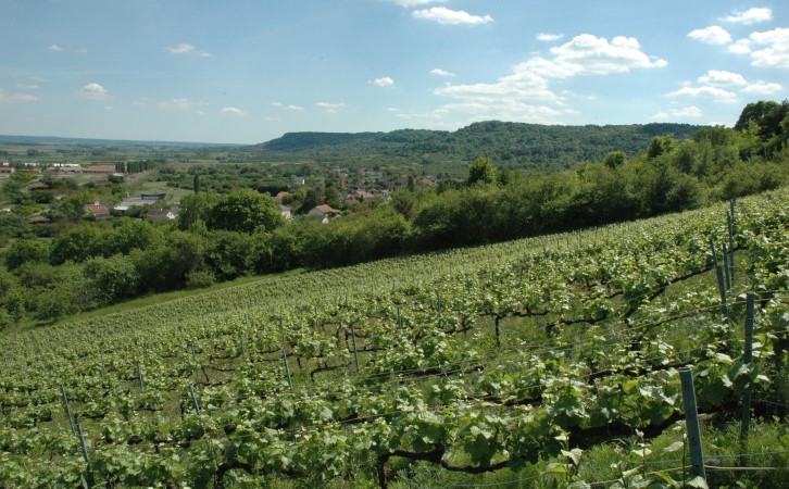 Domgermain - Les vignes sur les coteaux très pentus au dessus du village -  © M.CRIVELLARO