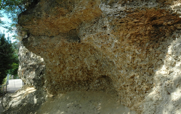 Faluns de Sainte-Croix-du-Mont - Banc de Coquilles d'huîtres plusieurs mètres d'épaisseur - © M.CRIVELLARO 