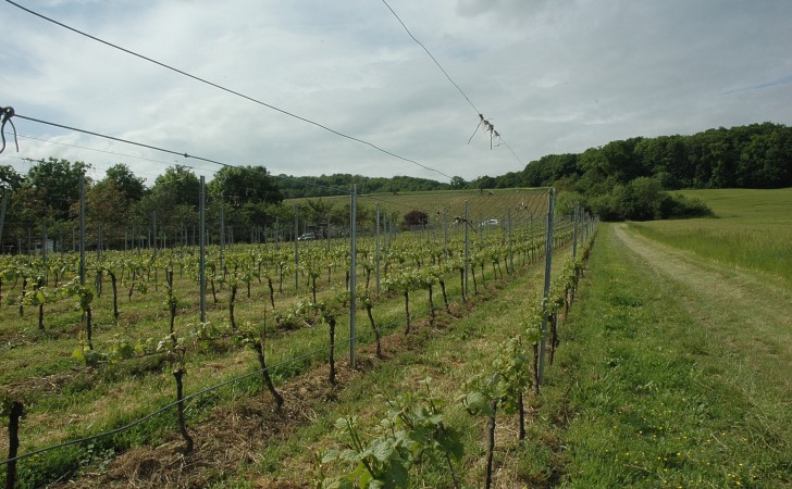 Féy - Le vignoble au pied de l'avant-côte de Moselle au milieu des cultures agricoles et des pâturages. Vignes du Domaine Sommy - © M.CRIVELLARO