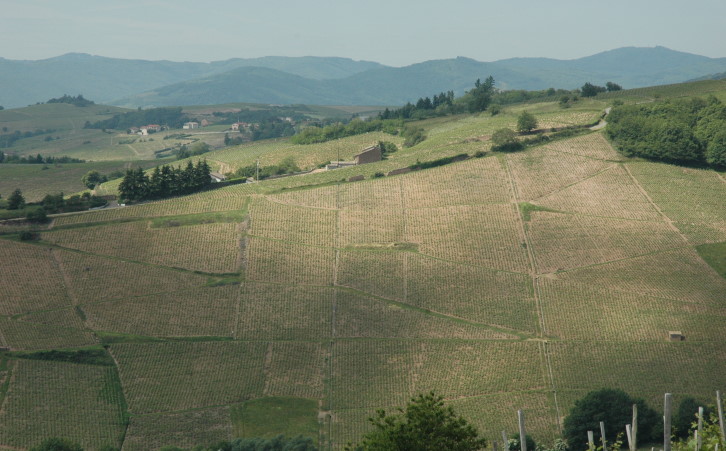 Fleurie - Vue sur le vignoble adossé à la chaîne des crêtes depuis la Chapelle de la Madone - © M.CRIVELLARO