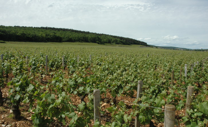 Gevrey-Chambertin - Vue générale sur les vignobles Grands Crus depuis le Premier cru : "Aux Cambottes" - © M.CRIVELLARO