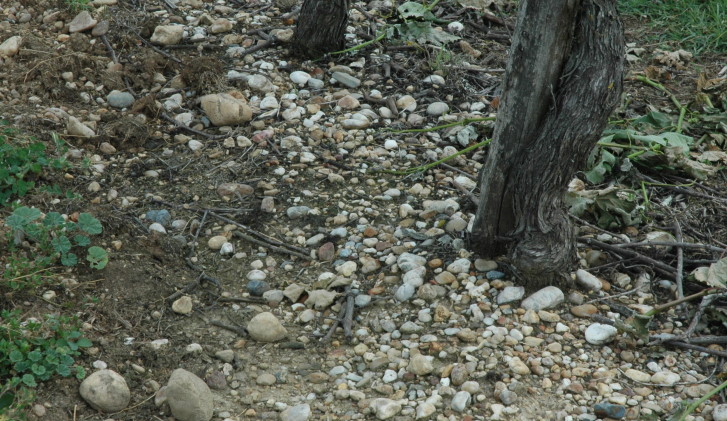 Graves garonnaises - Vignoble du Bruhlois. © M.CRIVELLARO