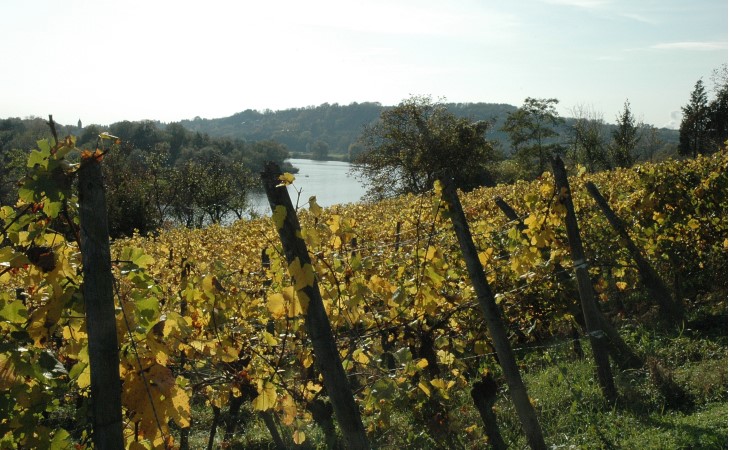 Haute-Kontz - Le vignoble le long du cours de la Moselle -  © M.CRIVELLARO