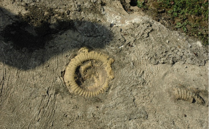 Hettange-Grande - Carrière de Gries - Site géologique - -Gros plan ammonites fossilisées -  © M.CRIVELLARO
