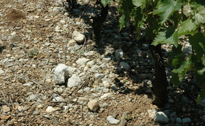 Jongieux - sol composé d'éboulis de calcaires, de marnes et de moraines caillouteuses - © M.CRIVELLARO