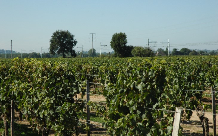 Lalande de Pomerol - Le vignoble s'"étale en une vaste étendue en bordure de la voie ferrée Libourne-Paris - © Marion CRIVELLARO