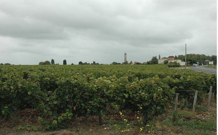 Lamarque - Vue des vignes de Château de Lamarque et de Château Vieux-Gabarey- Au loin l'église de Lamarque -  © M.CRIVELLARO