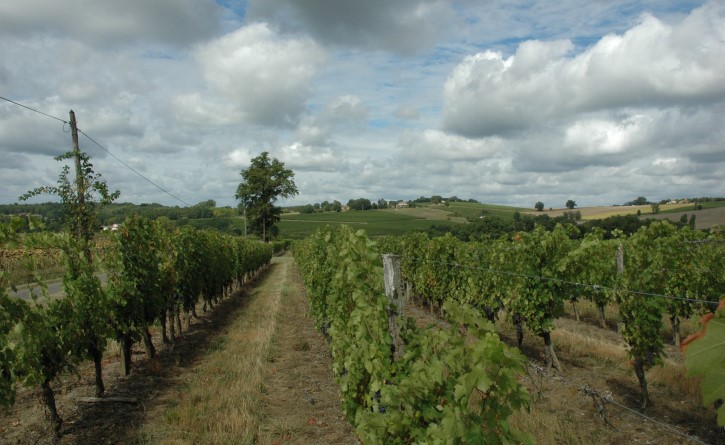 Lavardac - Le vignoble de Buzet s'étale sur les coteaux molassiques de part et d'autre de la Baïse - © Marion CRIVELLARO Lavardac - Le vignoble de Buzet s'étale sur les coteaux molassiques de part et d'autre de la Baïse - © Marion CRIVELLARO