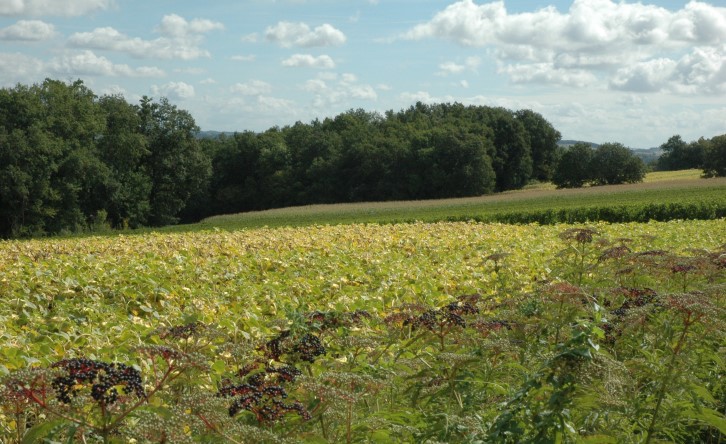 Lavardac - Paysage bucolique: vignes, bois et tournesols - © Marion CRIVELLARO