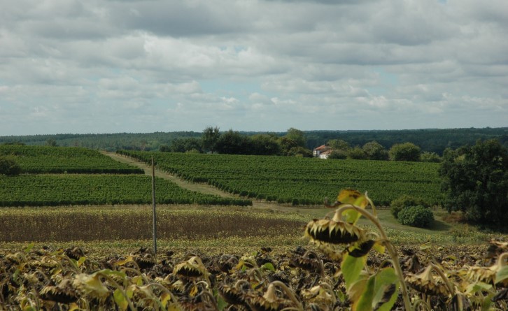 Lavardac - Vue générale du vignoble - © Marion CRIVELLARO Lavardac - Vue générale du vignoble - © Marion CRIVELLARO